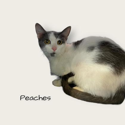 Peaches 1