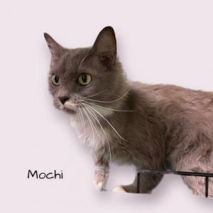 Mochi