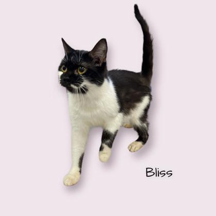 Bliss, an adoptable Domestic Short Hair in Cumberland, MD_image-2