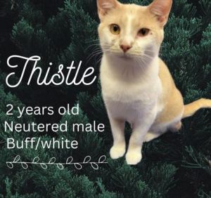 Thistle