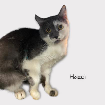 Hazel, an adoptable Domestic Short Hair in Cumberland, MD_image-1