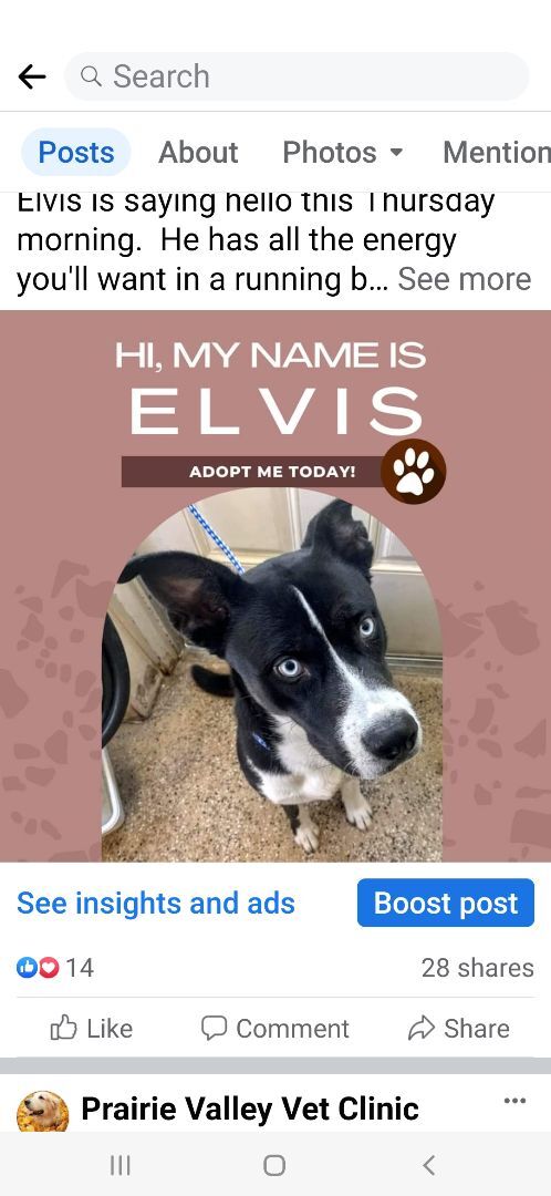 Elvis, an adoptable Husky, American Staffordshire Terrier in Blue Rapids, KS, 66411 | Photo Image 1