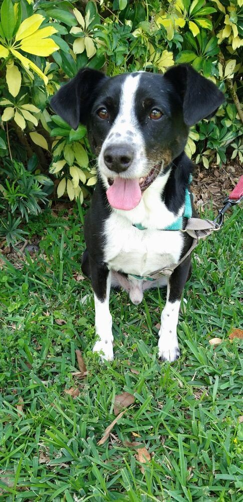 Milo, an adoptable Hound, Terrier in Lakeland, FL, 33813 | Photo Image 1