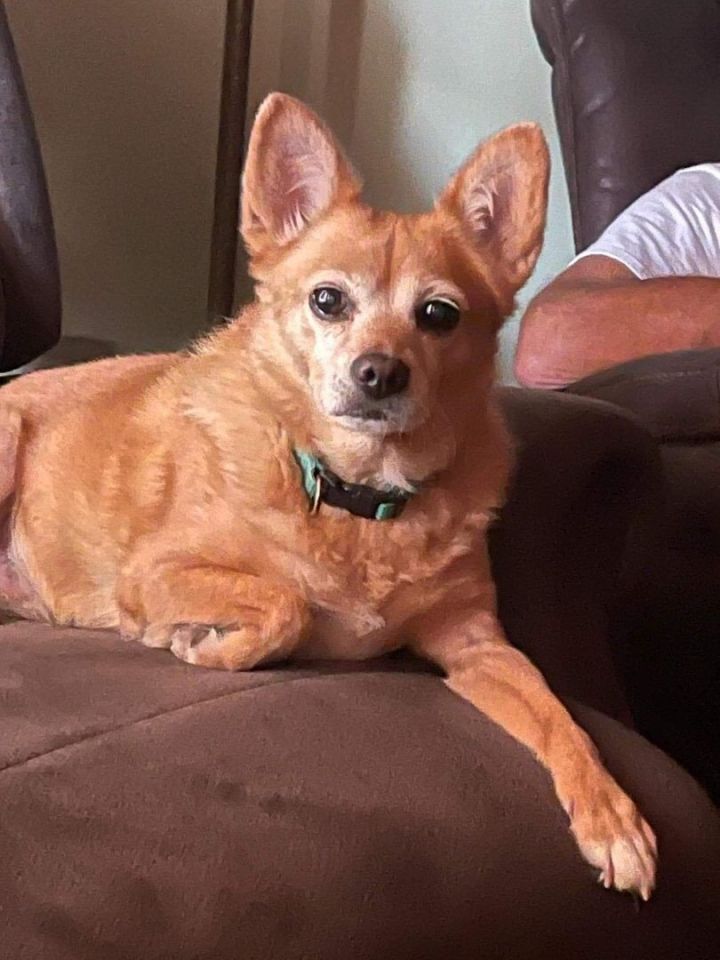 Dog for adoption Sadie, a Mix in Lake Orion, MI Petfinder