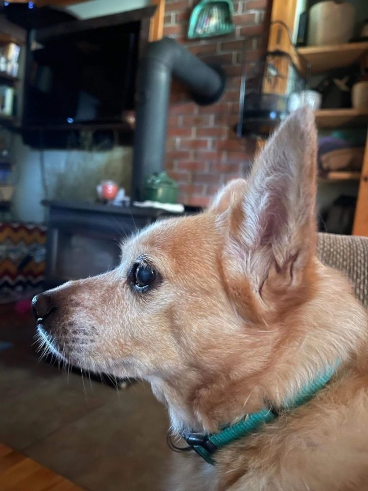 Dog for adoption Sadie, a Mix in Lake Orion, MI Petfinder