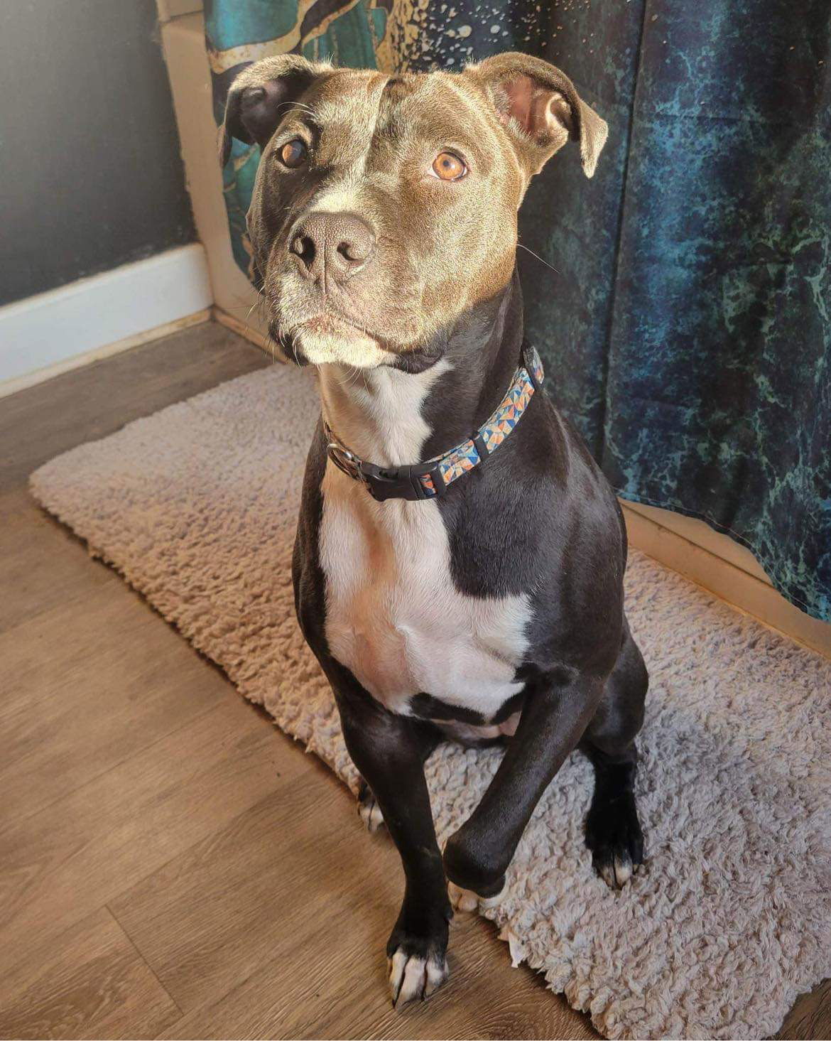 Veronica, an adoptable Pit Bull Terrier in Germantown, OH, 45327 | Photo Image 1