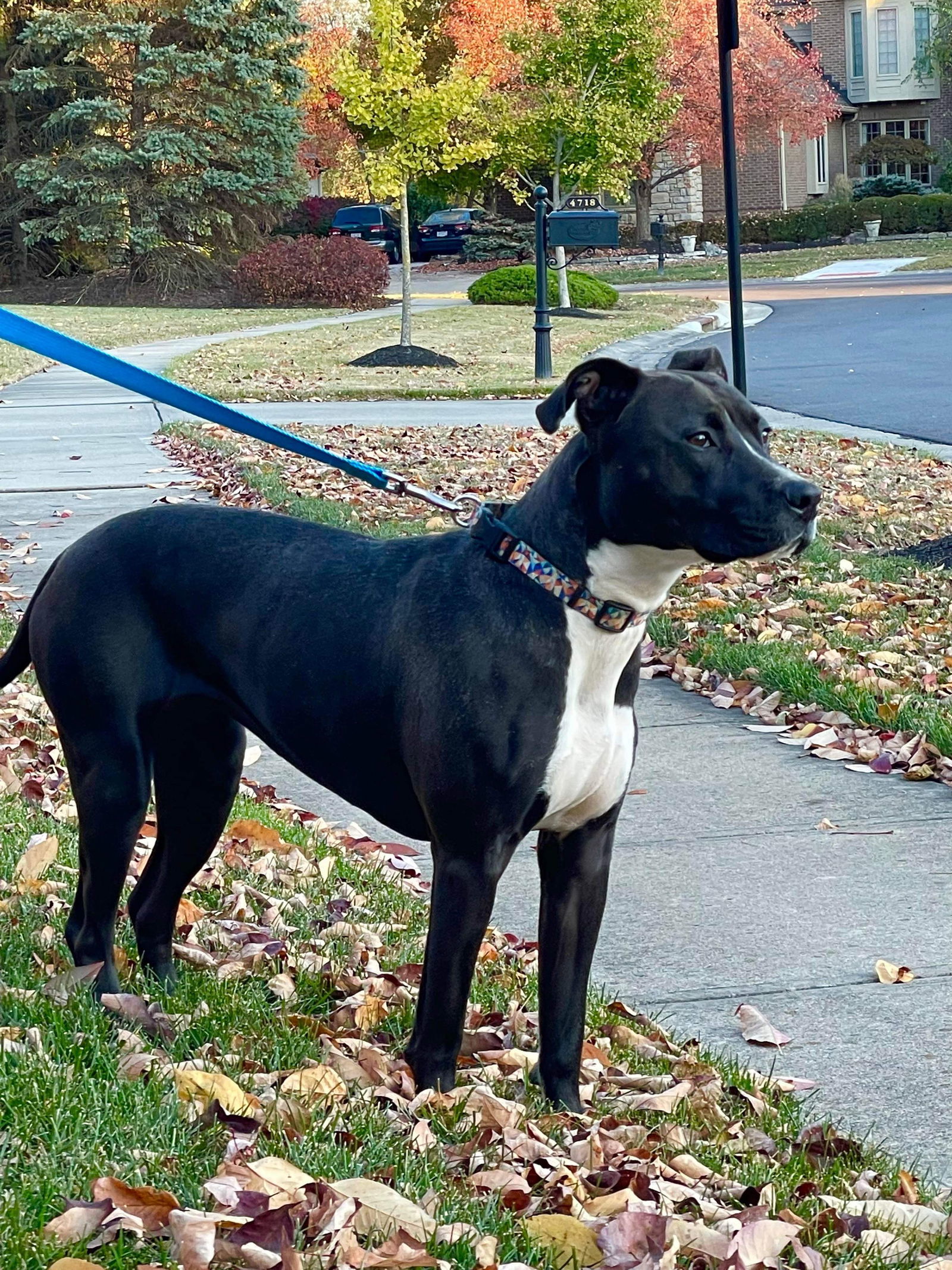 Veronica, an adoptable Pit Bull Terrier in Germantown, OH, 45327 | Photo Image 3