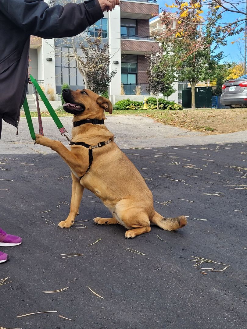 Koda, an adoptable Shepherd, German Shepherd Dog in Brantford, ON, N3T 6P9 | Photo Image 2