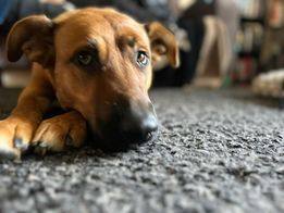 Koda, an adoptable Shepherd, German Shepherd Dog in Brantford, ON, N3T 6P9 | Photo Image 1