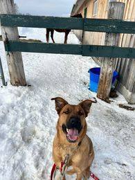 Koda, an adoptable Shepherd, German Shepherd Dog in Brantford, ON, N3T 6P9 | Photo Image 4