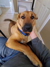 Koda, an adoptable Shepherd, German Shepherd Dog in Brantford, ON, N3T 6P9 | Photo Image 5