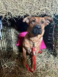 Koda, an adoptable Shepherd, German Shepherd Dog in Brantford, ON, N3T 6P9 | Photo Image 6