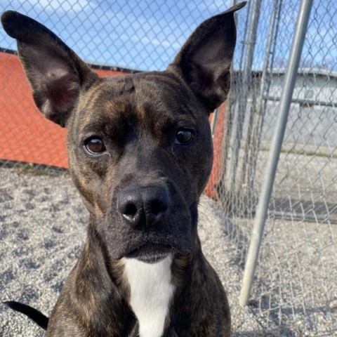 Batman, an adoptable Mixed Breed in Spokane, WA, 99217 | Photo Image 1