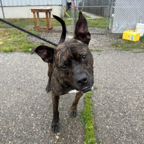 Batman, an adoptable Mixed Breed in Spokane, WA, 99217 | Photo Image 2