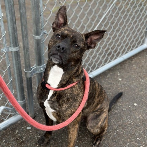 Batman, an adoptable Mixed Breed in Spokane, WA, 99217 | Photo Image 3