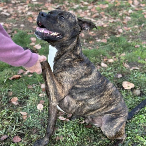 Batman, an adoptable Mixed Breed in Spokane, WA, 99217 | Photo Image 4