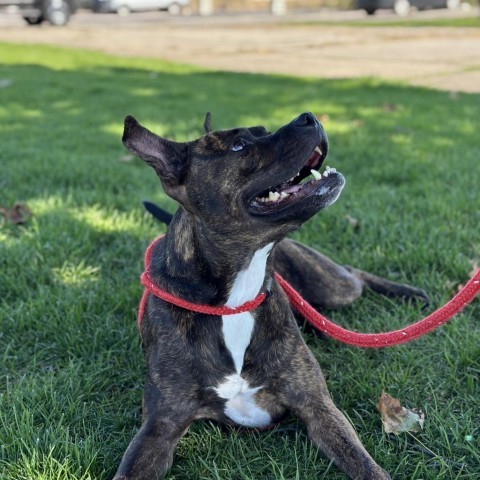 Batman, an adoptable Mixed Breed in Spokane, WA, 99217 | Photo Image 5