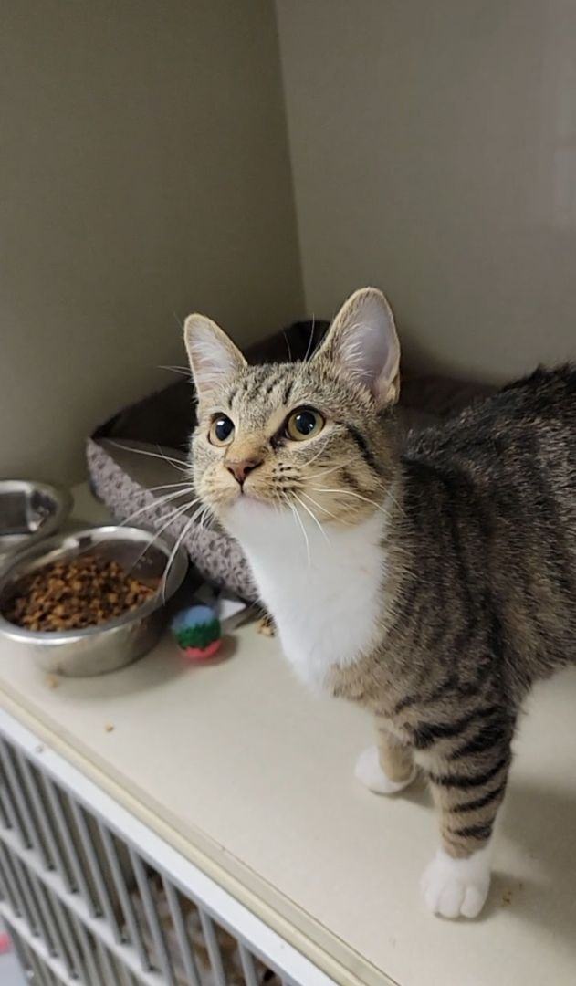 Urgent! Eloise, an adopted Domestic Short Hair Mix in El Reno, OK_image-1