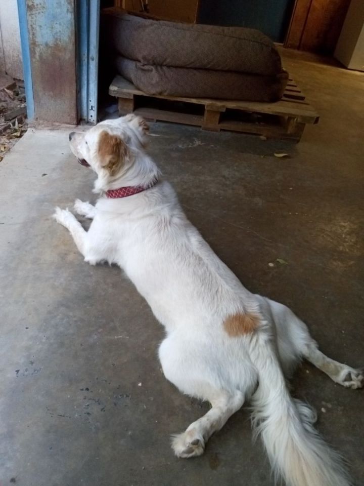 Brittany clearance shepherd dog