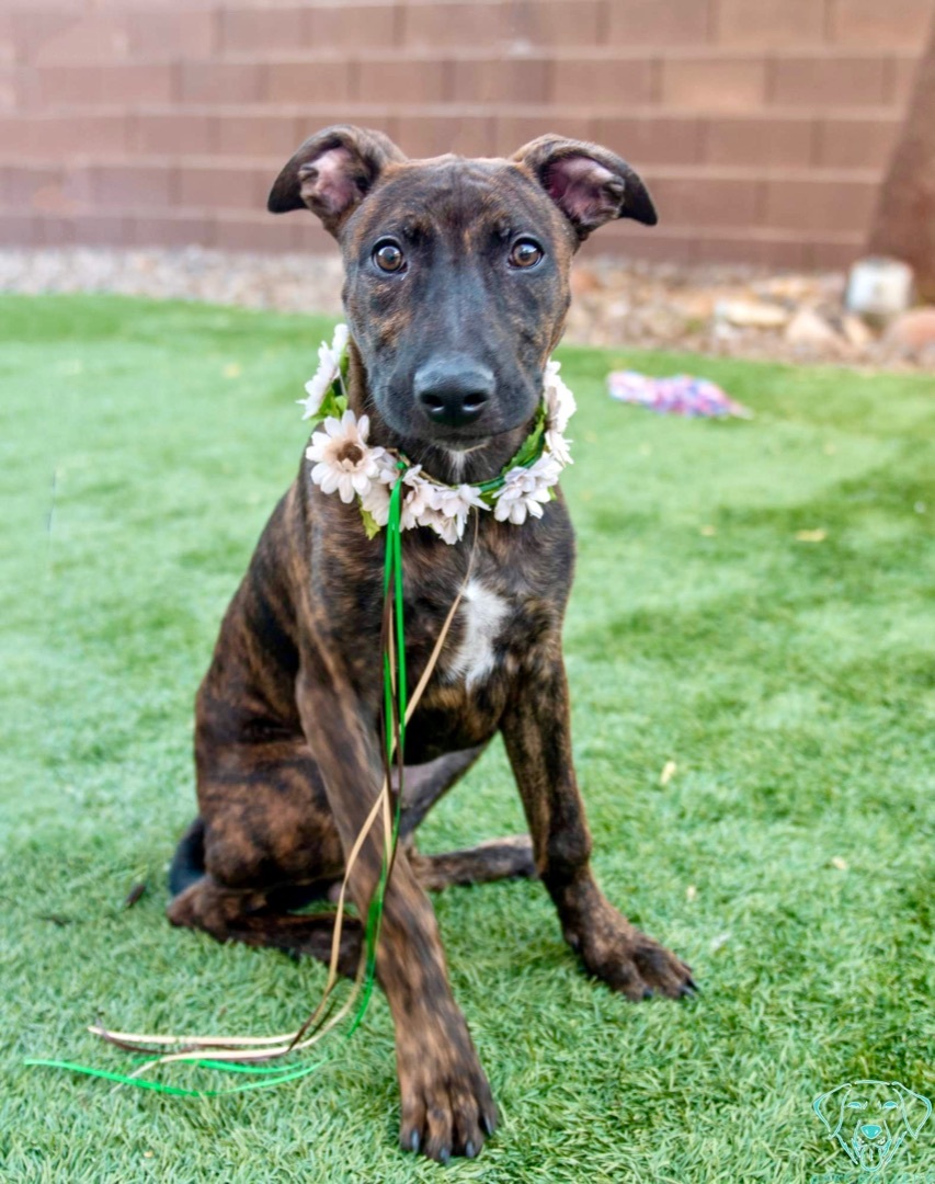 Dog for adoption Obsidian, a Shepherd & American Staffordshire