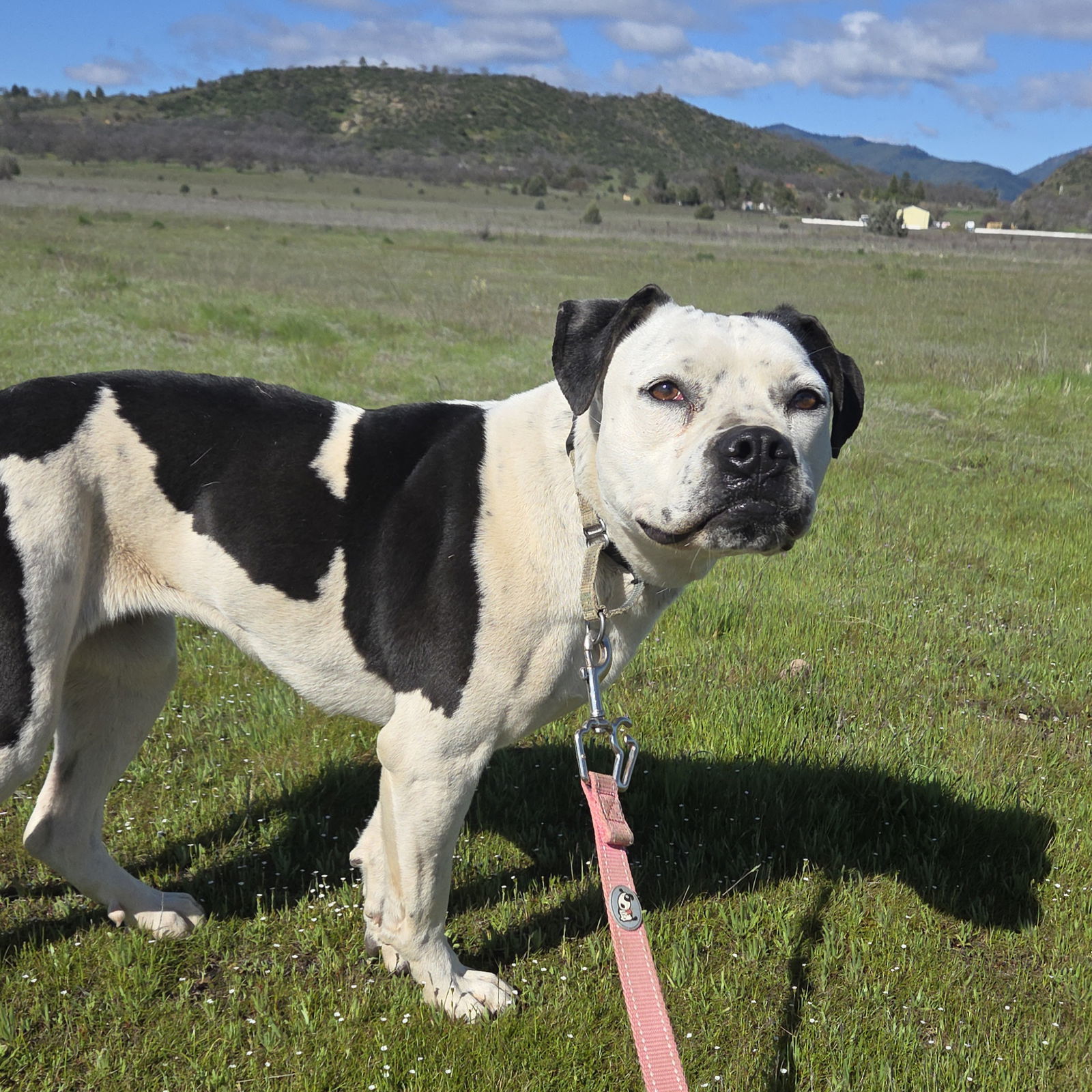 Ella, an adoptable Staffordshire Bull Terrier, Australian Cattle Dog / Blue Heeler in Yreka, CA, 96097 | Photo Image 1