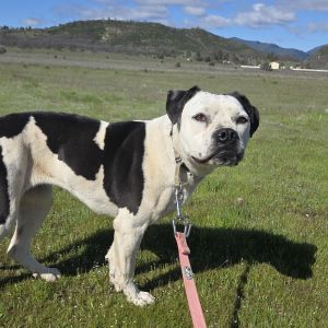 Ella, Adult Female American Bulldog