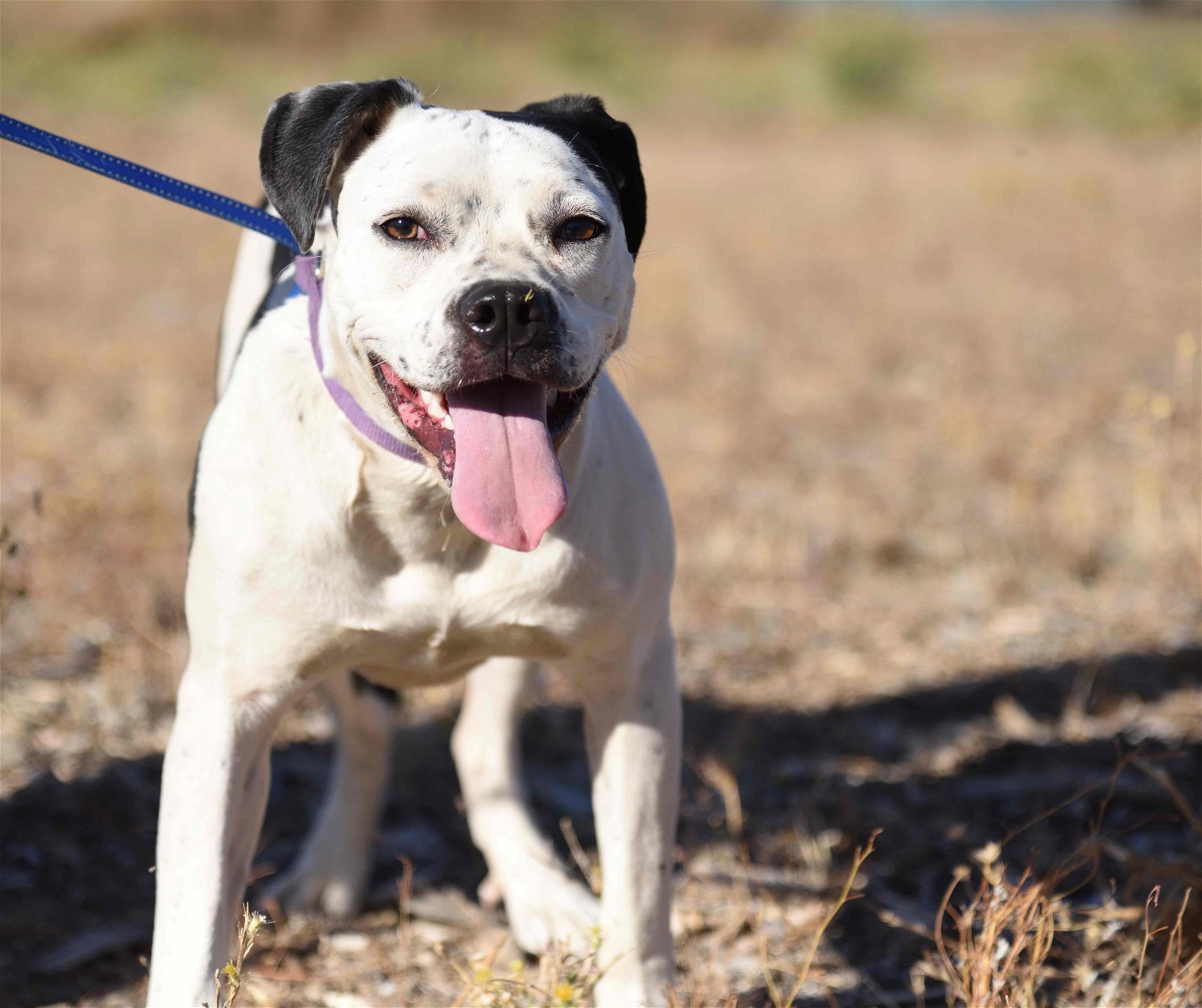 Ella, an adoptable Pit Bull Terrier in Yreka, CA, 96097 | Photo Image 2