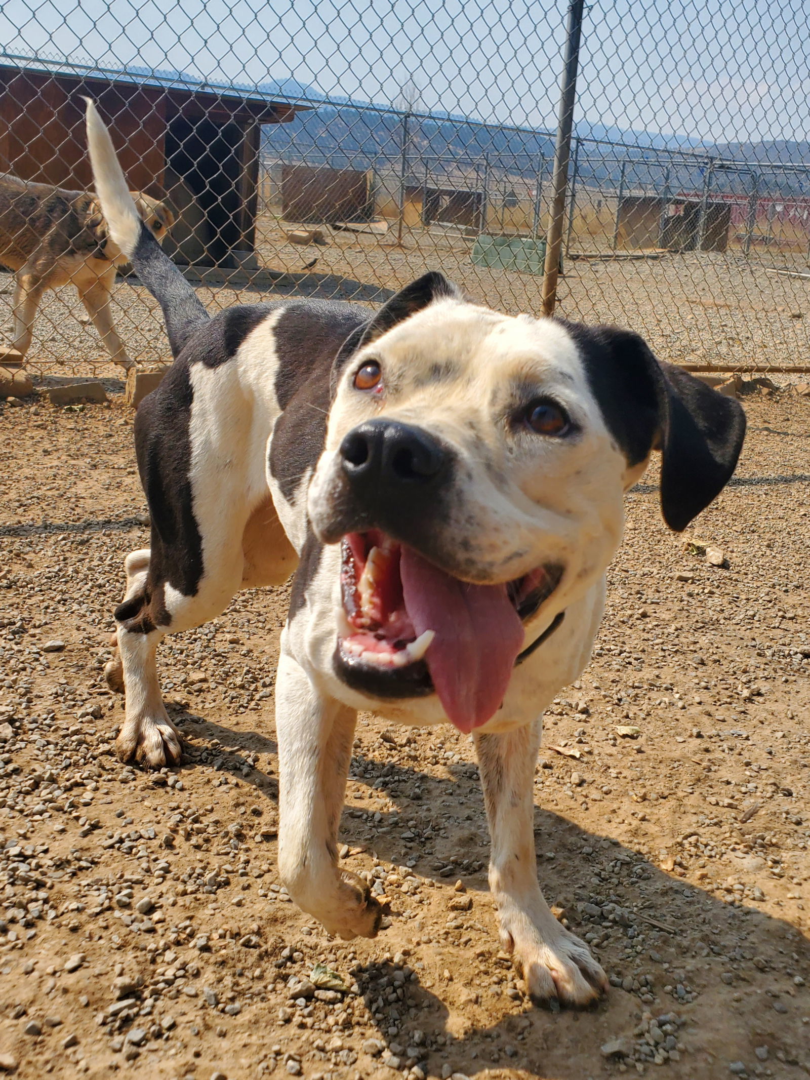 Ella, an adoptable Pit Bull Terrier, Australian Cattle Dog / Blue Heeler in Yreka, CA, 96097 | Photo Image 2