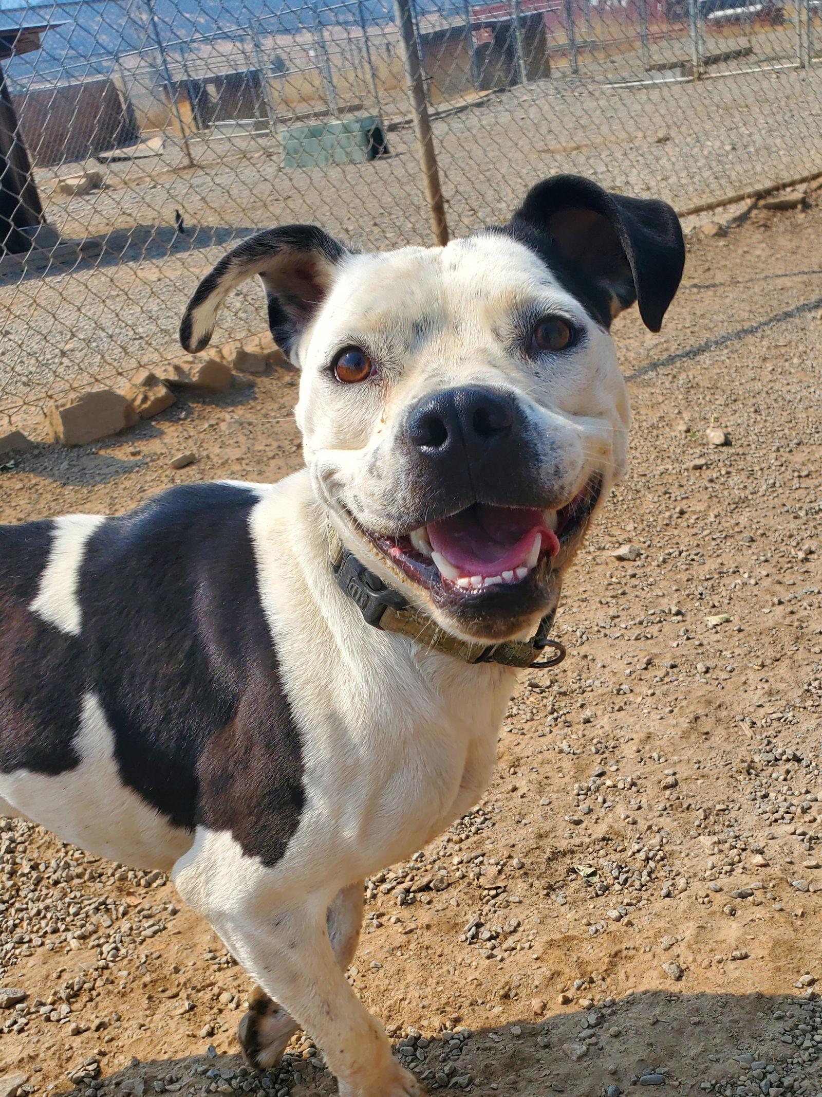 Ella, an adoptable Staffordshire Bull Terrier, Australian Cattle Dog / Blue Heeler in Yreka, CA, 96097 | Photo Image 2