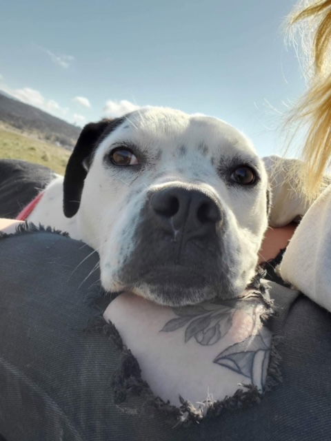 Ella, an adoptable Staffordshire Bull Terrier, Australian Cattle Dog / Blue Heeler in Yreka, CA, 96097 | Photo Image 3
