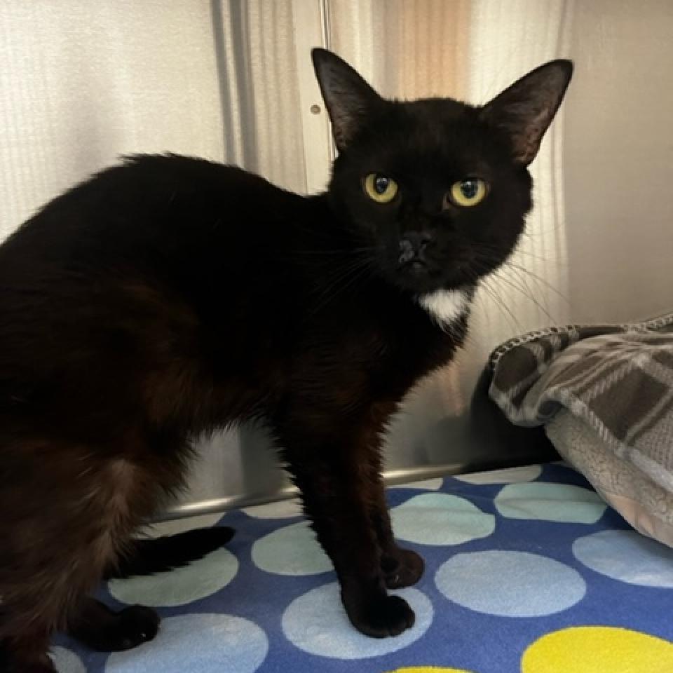 Tina, an adoptable Domestic Short Hair in Lynchburg, VA, 24502 | Photo Image 1