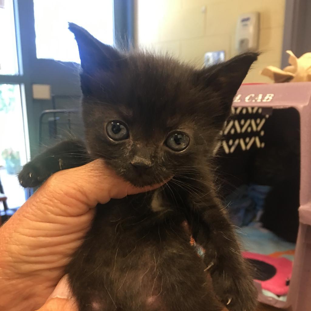 Tina, an adoptable Domestic Short Hair in Lynchburg, VA, 24502 | Photo Image 2