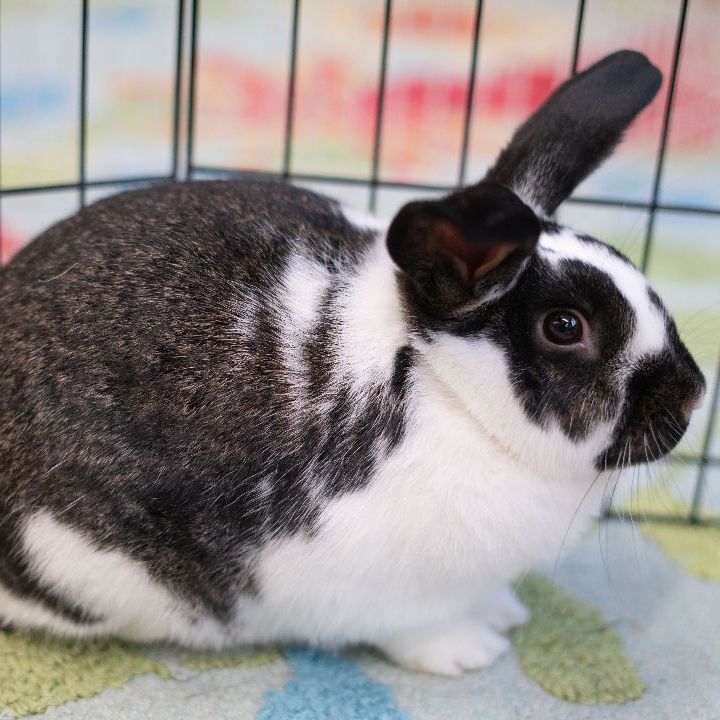 Sunny, an adopted Bunny Rabbit in Forest Hills, NY_image-3