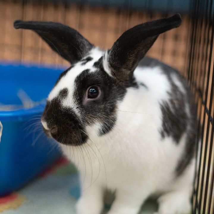 Sunny, an adopted Bunny Rabbit in Forest Hills, NY_image-6