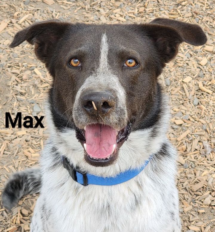 Max, an adoptable Border Collie Mix in Madras, OR_image-1