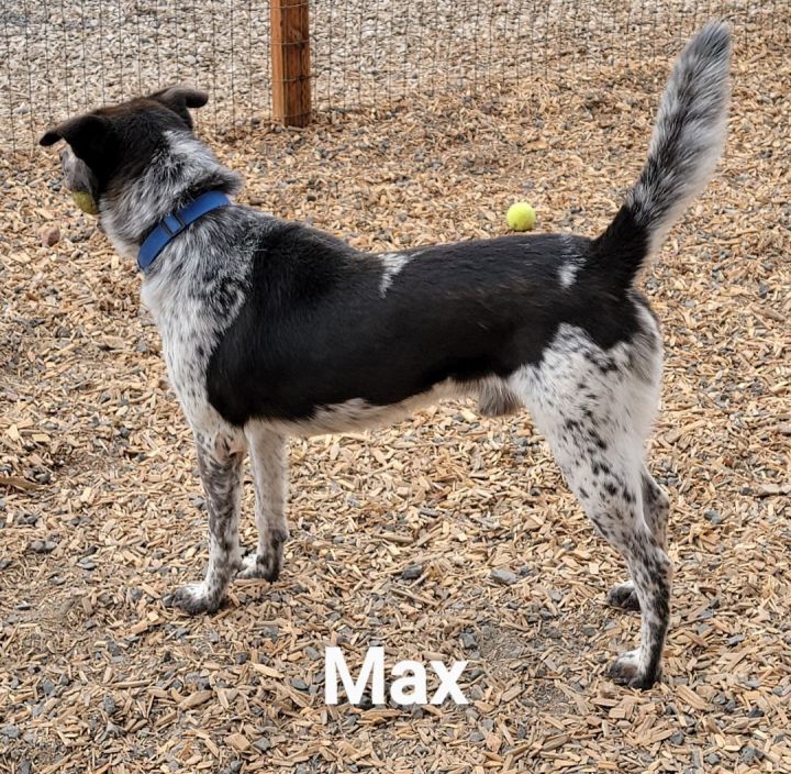 Max, an adoptable Border Collie Mix in Madras, OR_image-2