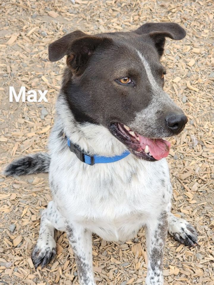 Max, an adoptable Border Collie Mix in Madras, OR_image-4