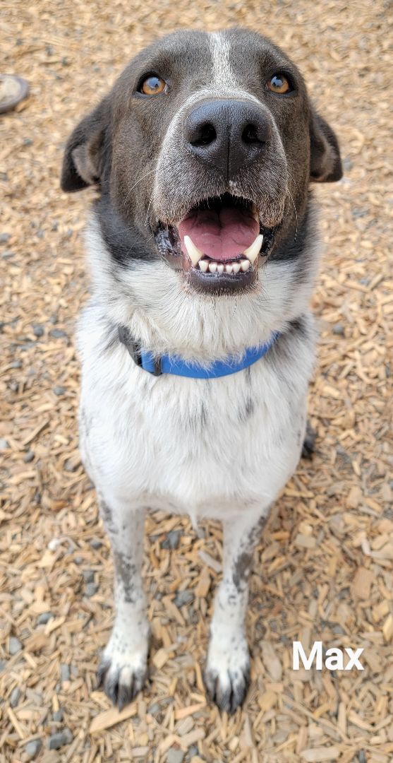 Max, an adoptable Border Collie Mix in Madras, OR_image-5