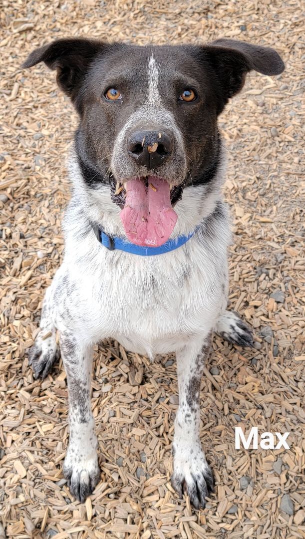 Max, an adoptable Border Collie Mix in Madras, OR_image-6