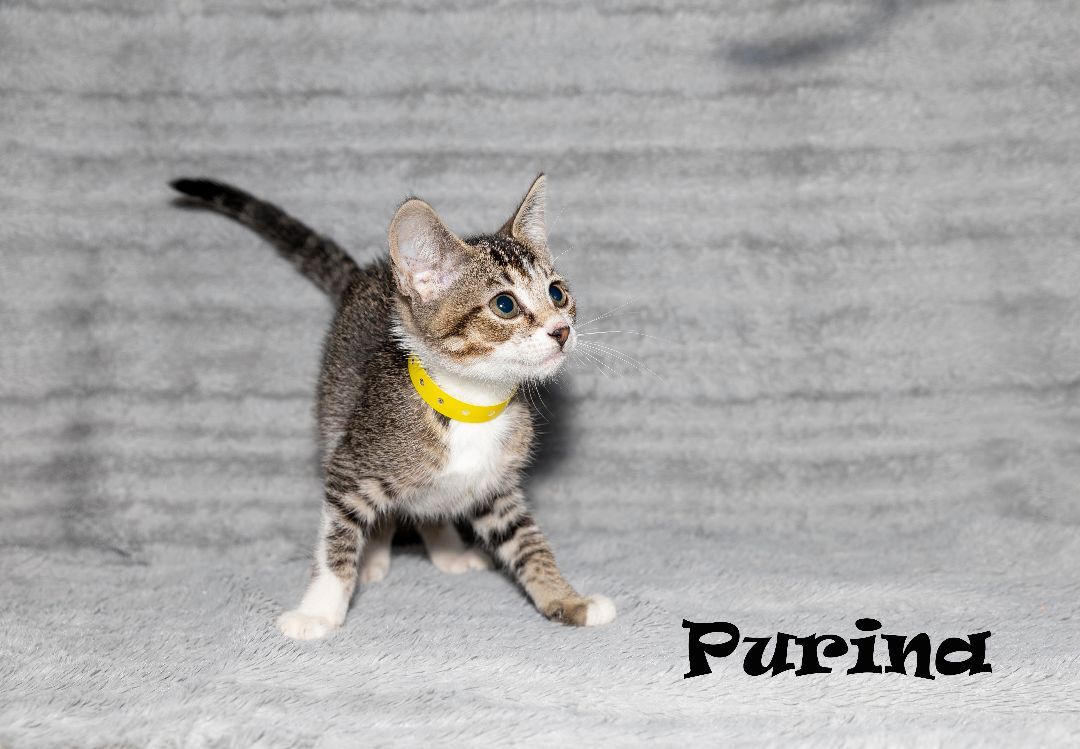 Purina detail page