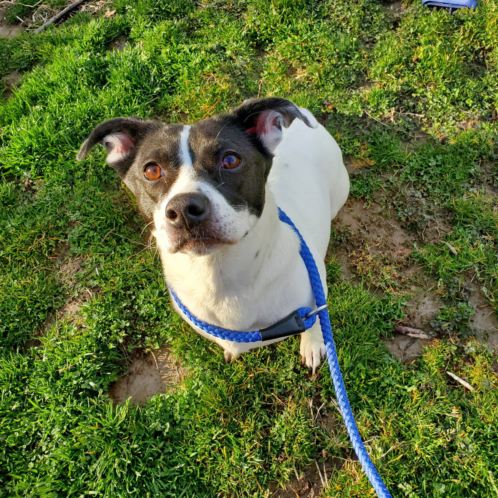 Sienna, an adoptable Terrier in New Castle, DE, 19720 | Photo Image 1