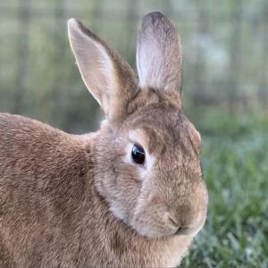 Ginger, Adult Female unknown