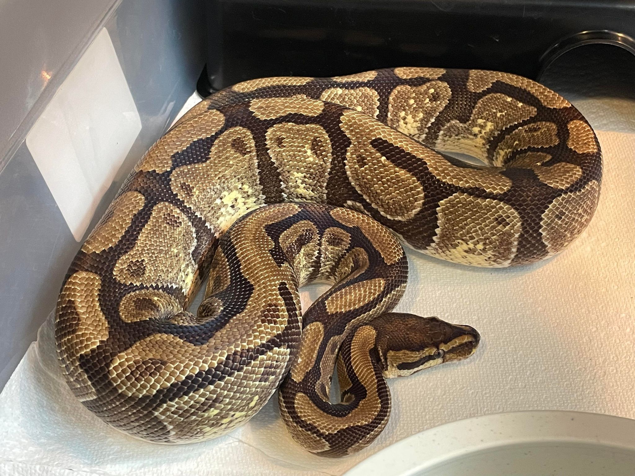 Snake for adoption Udon, a Ball Python in Durham, NC Petfinder