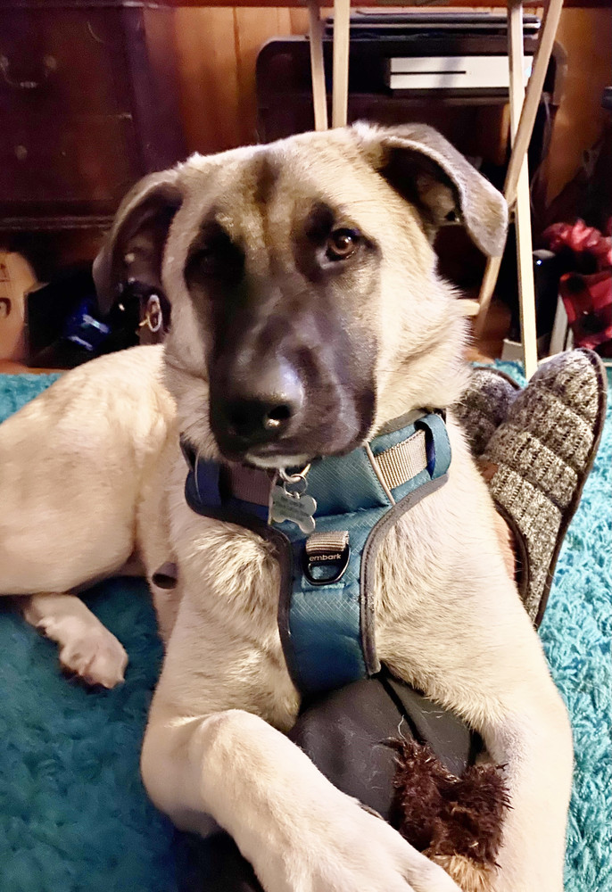 Kylo, an adoptable Anatolian Shepherd, Great Pyrenees in Candler, NC, 28715 | Photo Image 1