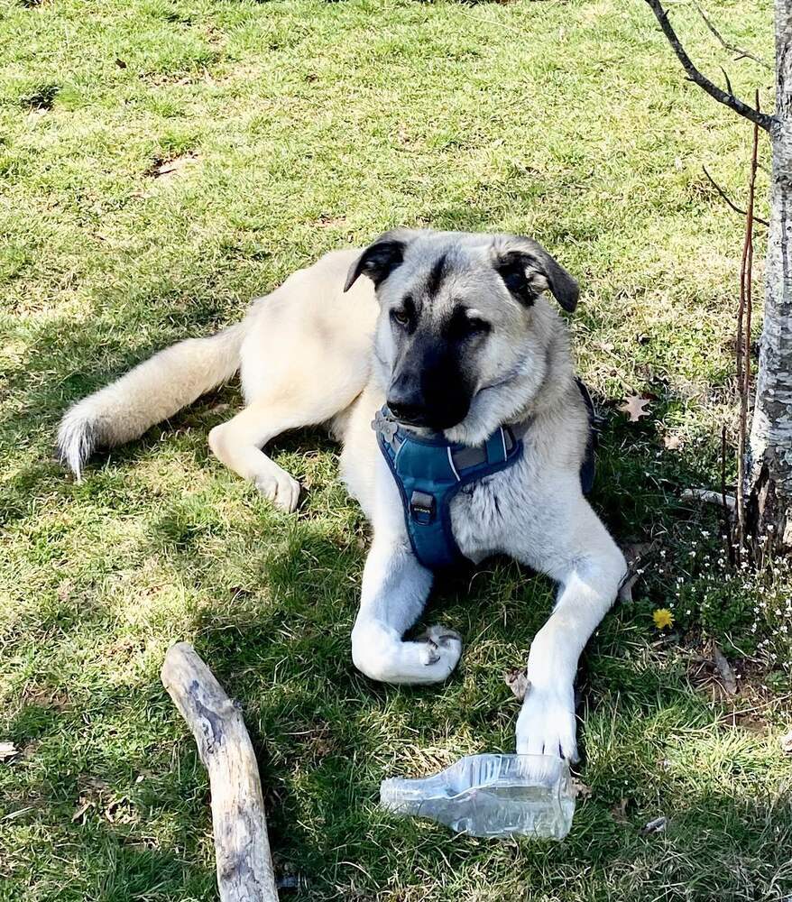 Kylo, an adoptable Anatolian Shepherd, Great Pyrenees in Candler, NC, 28715 | Photo Image 2