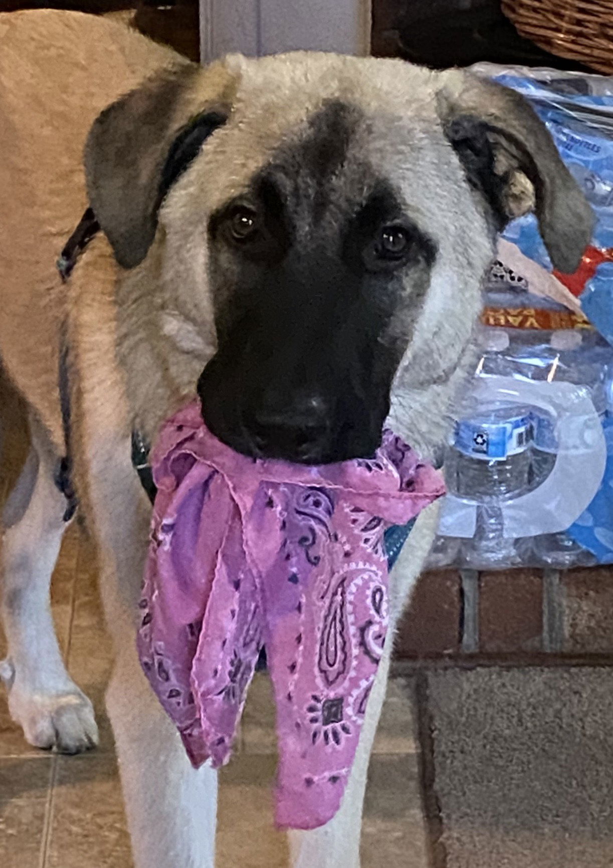 Kylo, an adoptable Anatolian Shepherd, Great Pyrenees in Candler, NC, 28715 | Photo Image 3