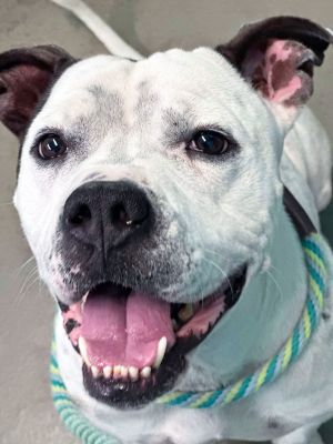 Steelix, Adult Male Pit Bull Terrier
