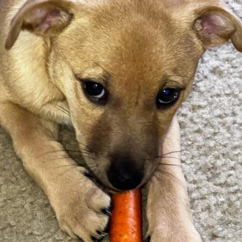 can boxers eat carrots