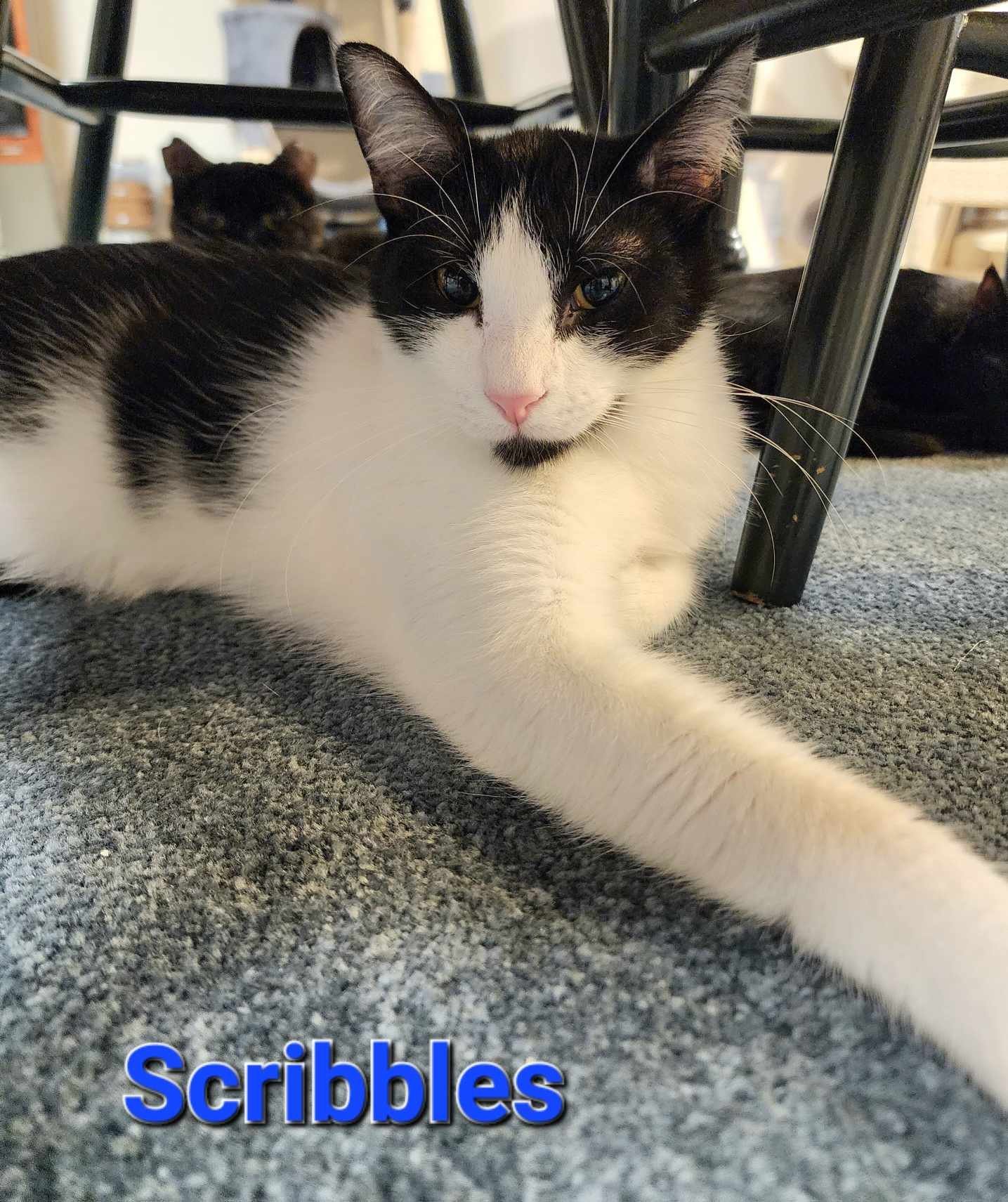 Scribbles, an adoptable Domestic Short Hair in Rochester, NY, 14626 | Photo Image 2