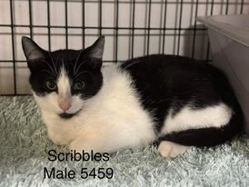 Scribbles, an adoptable Domestic Short Hair in Rochester, NY, 14626 | Photo Image 3